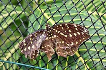 Schmetterling