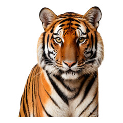 Fototapeta premium Tiger with striking orange and black stripes