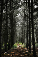 Obraz premium The image presents a high-contrast, monochrome view of a path receding into a dense forest. The path is centered, creating a strong leading line effect. The trees are slender and tall, their trunks