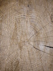 Fototapeta premium wood texture background