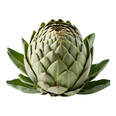 Obraz premium Green artichoke with tightly packed leaves, isolated on white