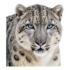 Obraz premium Snow leopard with piercing blue eyes staring
