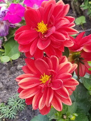 Red Dahlia in a garden in summer