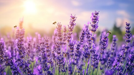 Obraz premium Lavender Field Blooming with Bees in Sunlight Landscape Photography
