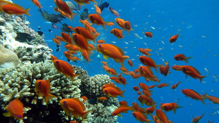 Colorful tropical fish on a coral reef, amazingly beautiful fairy world. In the coral gardens of...