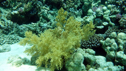 Colorful tropical fish on a coral reef, amazingly beautiful fairy world. In the coral gardens of the Red Sea.