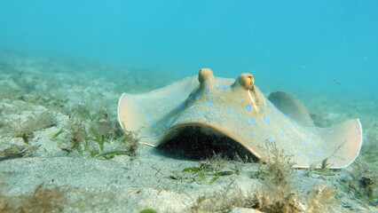 Stingrays - Batoidea  Taeniura lymma. Stingray Family, Spotted Stingrays. Taeniura lymma. © Vitalii6447