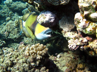 Triggerfishes Balistidae. Fish - a type of bony fish Osteichthyes Spin-horned (Balistidae) Bluefeather ballistode.