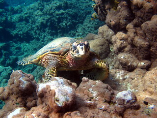 Hawksbill sea turtle (CR species) Hawksbill Turtle - Eretmochelys imbricata.
Sea turtles . Great Reef Turtle .Bissa.
