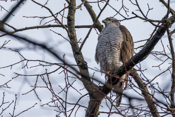 Habicht (Accipiter gentilis)