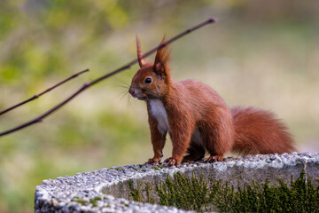 Eichhörnchen (Sciurus vulgaris)