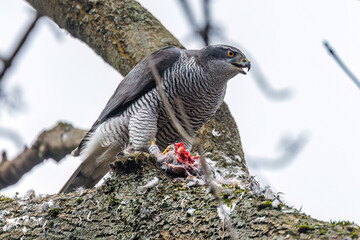 Habicht (Accipiter gentilis) mit Beute