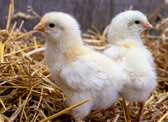 Two Fluffy Easter Chicks in the Straw