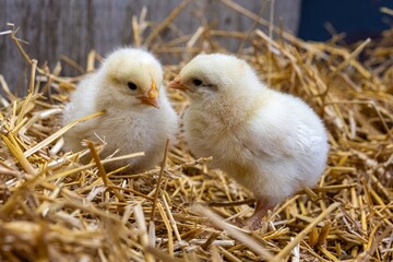 Two Adorable Easter Chicks in the Straw