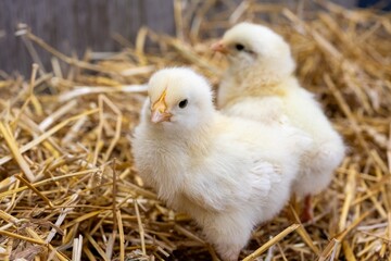 Two Easter Chicks, One in Front, One Behind