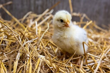 Easter Chick in Straw with Barn Board Background