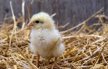 Cute Fuzzy Easter Chick in the Straw with Barn Board Background