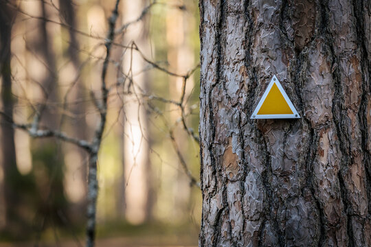 A yellow triangle trail marker is attached to a pine tree, guiding hikers through a sunlit forest path surrounded by tall trees and soft forest floor.