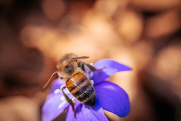 Macro shot of a vivid purple hepatica flower with white stamens and a yellow center, captured in soft natural light with a blurred background for contrast.