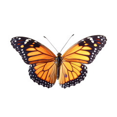 Fototapeta premium Butterfly Flight Art on transparent background