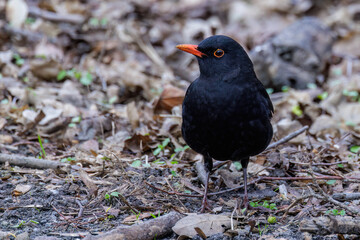 Amsel (Turdus merula) Männchen
