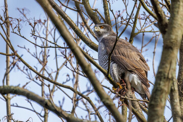 Habicht (Accipiter gentilis)