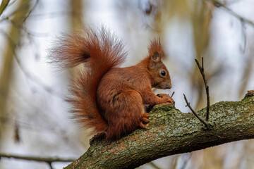 Eichhörnchen (Sciurus vulgaris) © Rolf Müller