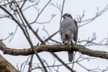 Habicht (Accipiter gentilis)