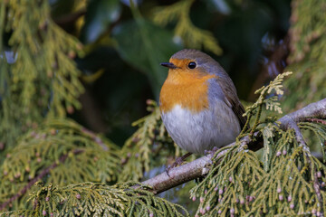 Rotkehlchen (Erithacus rubecula)