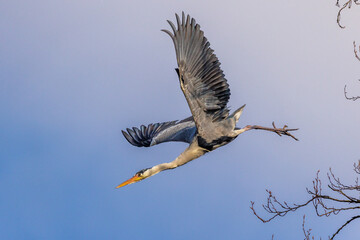 Graureiher (Ardea cinerea)