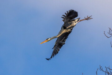 Graureiher (Ardea cinerea)