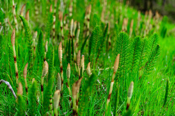 Equisetum telmateia, the great horsetail or northern giant horsetail on the Pacific Ocean in Olympic NP
