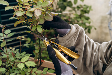 a woman cuts branches on a rose bush in a pot, hands with pruning shears close-up, hobby gardening...
