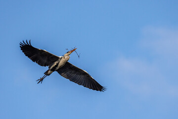 Graureiher (Ardea cinerea)