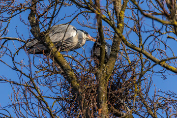Graureiher (Ardea cinerea)