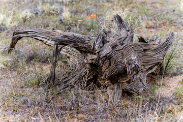 Dry dead tree in desert among grassy vegetation, east Utah