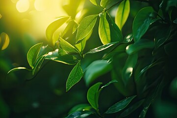 Obraz premium Green Leaves with Sunlight Filtering Through for a Natural Spring Vibe