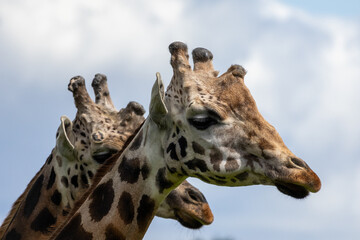 tête de girafe