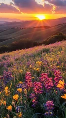 Selbstklebende Fototapeten Vibrant Wildflower Meadow at Sunset Rolling Hills Landscape  A breathtaking view of wildflowers bathed in the golden light of a setting sun over scenic hills © ahmed