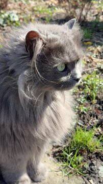 The Nebelung cat with long and dense fur, vertical video.