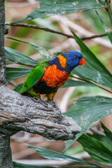Rainbow lorikeet (Trichoglossus moluccanus) bird in the Edward Youde Aviary in Hong Kong