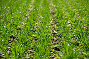 Fototapeta premium Vibrant green grass thrives in neat rows across a vast farming field under a clear blue sky, depicting the beauty of nature during springtime growth