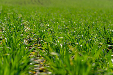 Vibrant green grass stretches across the field under clear blue skies, showcasing the vitality of nature and the promise of agricultural growth in sunlight