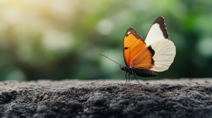 Transformation Metaphor, A Butterfly Represents Growth and Change in Nature and Life, Illustrating the Journey from Caterpillar to Flourishing Beauty