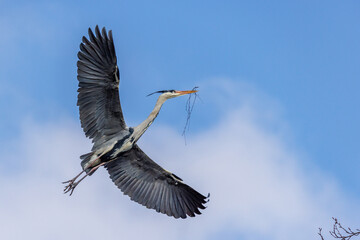 Graureiher (Ardea cinerea)