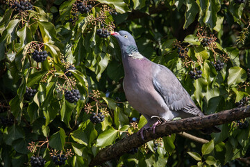 Ringeltaube (Columba palumbus)