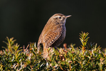 Zaunkönig (Troglodytes troglodytes)