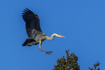 Graureiher (Ardea cinerea)