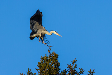Graureiher (Ardea cinerea)