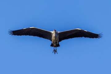Graureiher (Ardea cinerea)